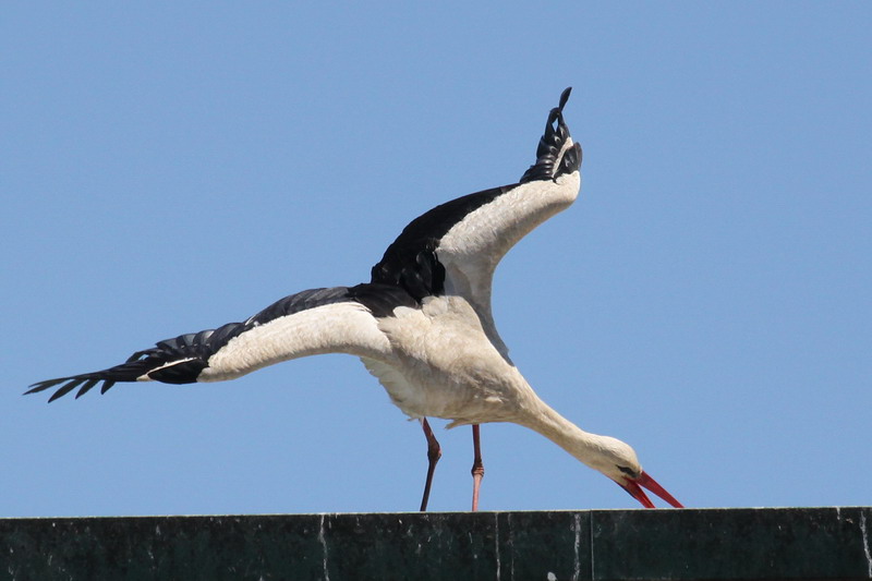 Weissstorch